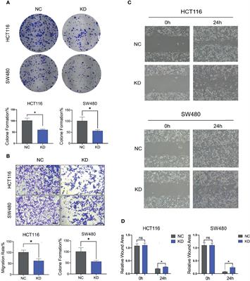 Corrigendum: The Association of Aberrant Expression of FGF1 and mTOR-S6K1 in Colorectal Cancer